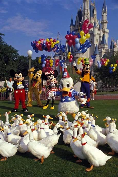 Donald Duck’s 50th Birthday